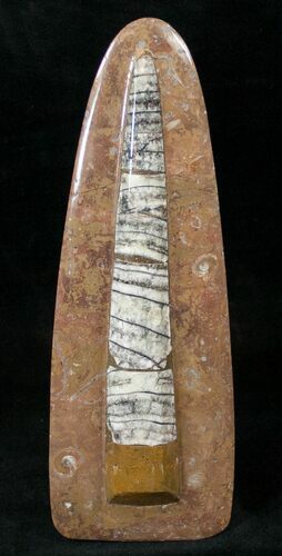 Fossil Orthoceras Sculpture - #14606